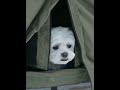 #tent #camping #bigtent #outdoor #automobile #outdoorwork #camp #campingmitherz #glamping #campping
