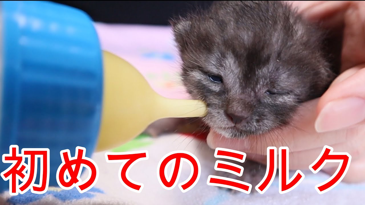 生後１週間の捨て猫の赤ちゃんを保護したのでミルクをあげてみたら可愛い過ぎた