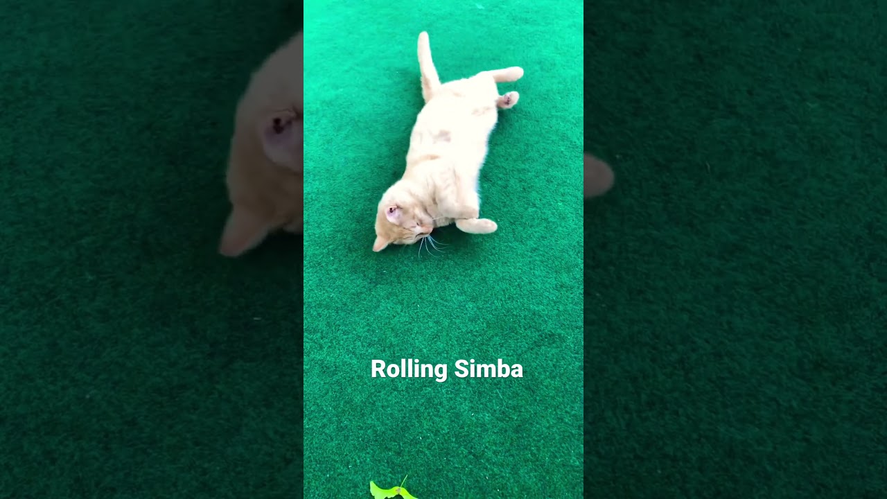 Rolling cat😂🤣