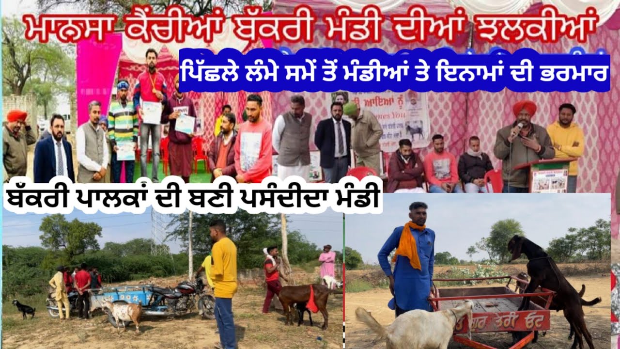 ਮਾਨਸਾ ਬੱਕਰਾ ਮੰਡੀ। मानसा बकरा मंडी बकरी पालकों की चहेती मंडी बनी। Mansa Bakra Mandi। पंजाब पैदावार
