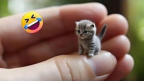 Video 11871061: funniest cat funnycats, laugh funnycats cat, cat funnycat dog, animals funniest cats dogs, funniest cats dogs funny