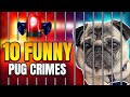Arrest him dog criminal  funny pug compilation  pug dog fugitive