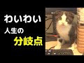 【わいわい】オセロとの出会い【愛猫オセロ】