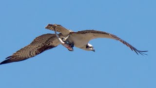 Osprey fishing fail