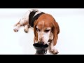 Auto Dog Mug Video