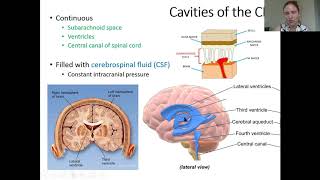 Anat1 CNS meninges and ventricles
