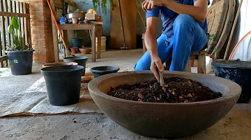 Como preparar solo para rosa do deserto?