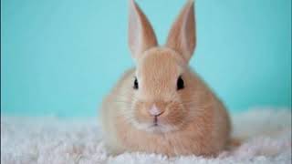 Copyright Free   Silly Intro Comedy   No Copyright Background 