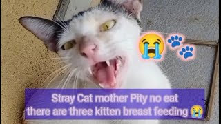 Stray Cat mother asking for food 😭 hungry😭 there are three kitten breast feeding 😲