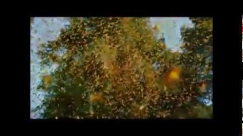 من اروع التلاوات الفرآنية (الشيخ محمد أيوب),ماشاء الله تبارك الله