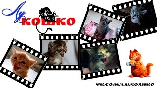 Котята мяукают | ЛуКОШКО Котята мяукают | ЛуКОШКО