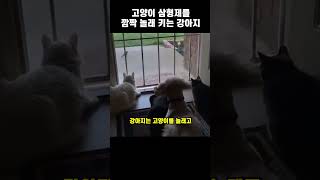 고양이 삼형제를 깜짝 놀래 키는 강아지