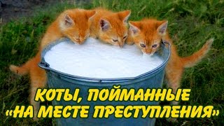 Коты, пойманные на месте преступления Коты, пойманные на месте преступления