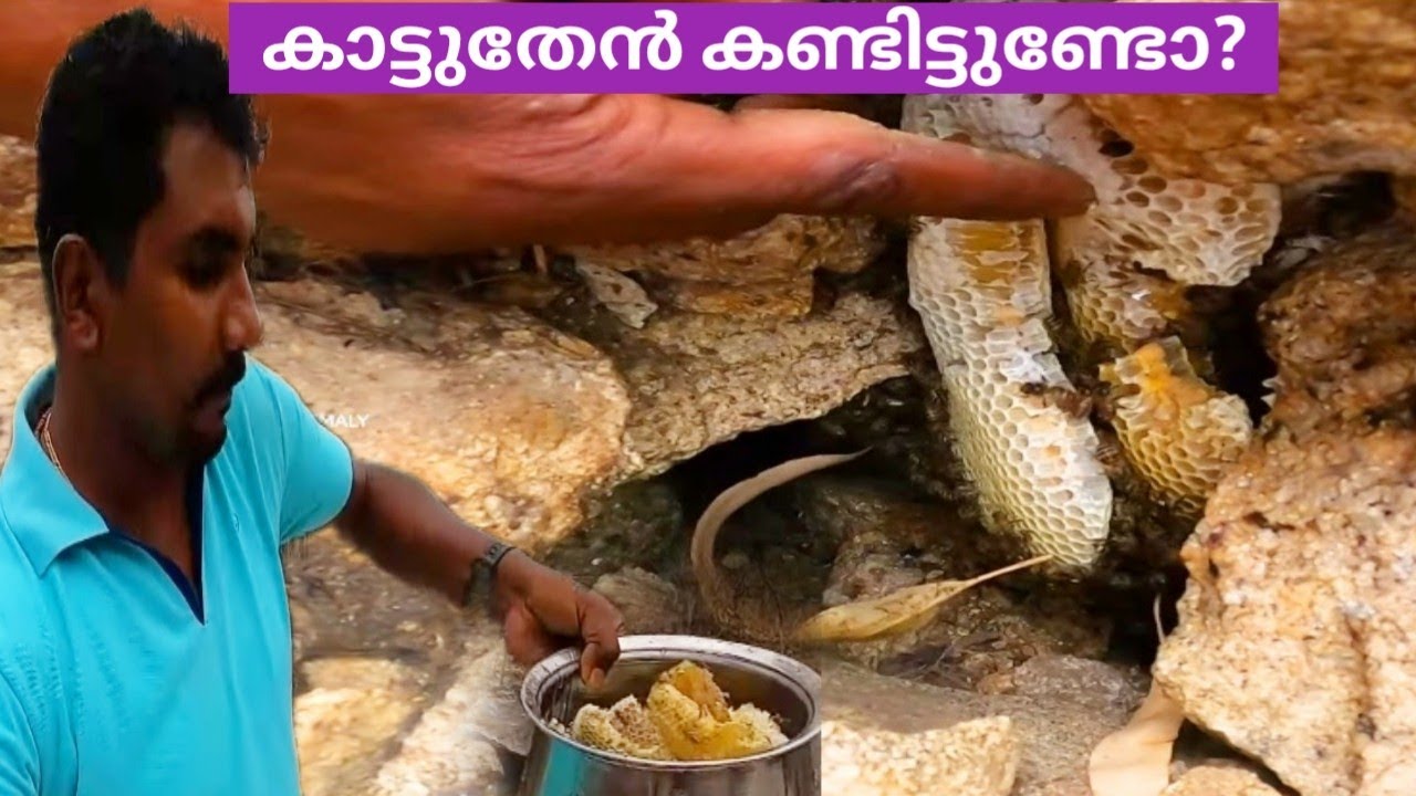 Have you ever taken honey from a rock house in the forest?