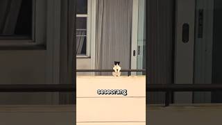 kucing sendirian nungguin sesuatu🥺