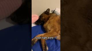 It’s bedtime for Rambo. Good night world dog germanshepherd
