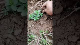 growing plants from brantches. ytshorts gardening plants