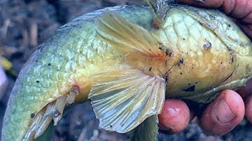 Câu đàn cá rô đồng khổng lồ trên con kênh tự nhiên