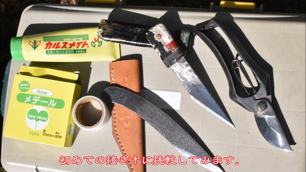 レモンの接木 21 4 11 初めての接ぎ木に挑戦 Cleft Graft Youtube