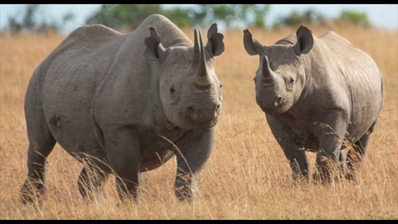 The Fates of Odd-Toed Ungulates 