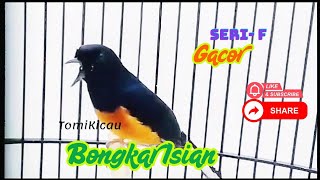 Burung Murai Seri F Bongkar Isian Tembakan 