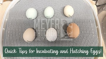 Quick Tips for Incubating and Hatching Eggs!