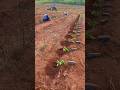 Menanam kopi robusta sistem pagar #nature #agrikultur #farming #teknikpertanian #fruit
