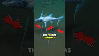 🐟The TRIPOD FISH Stands Still In The Depths Waiting For Its Prey!🌊 #wildanimals #shortsfeed screenshot 5