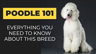 Poodle 101:  Everything you need to know about this breed by Pets Central 244 views 5 months ago 4 minutes, 23 seconds