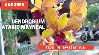 Anggrek Dendrobium Atakid Mayneal | Tips Perawatan Anggrek