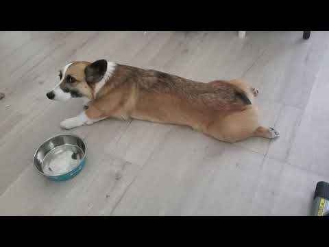 Asking my corgi if she wants a belly rub