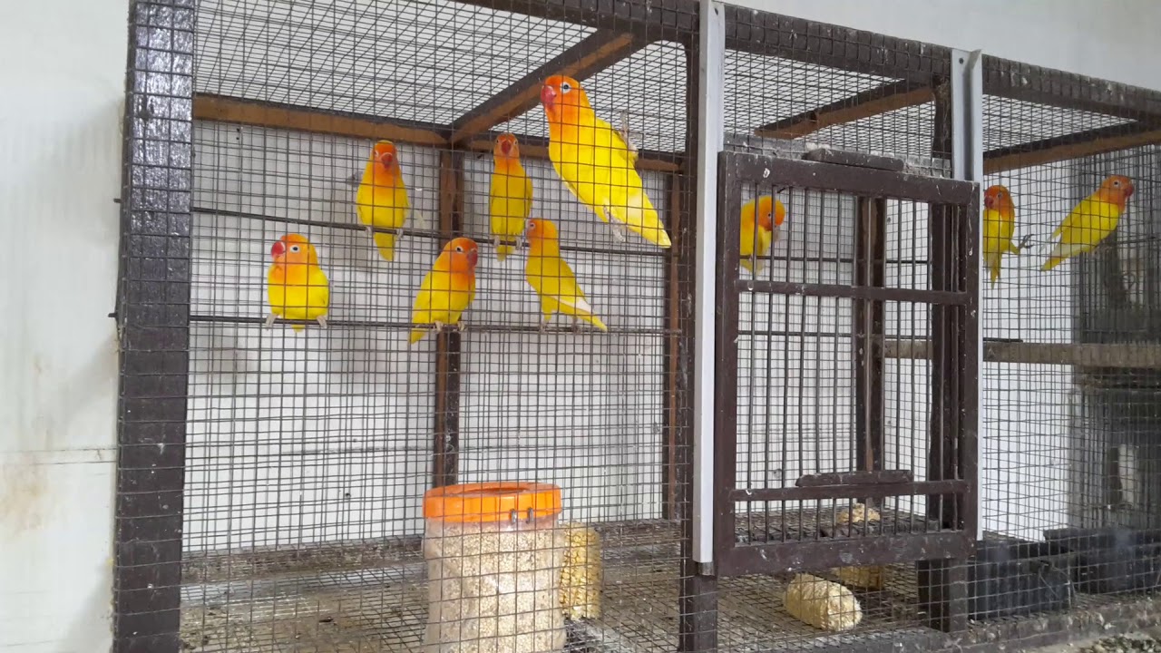 Lovebird lutino 