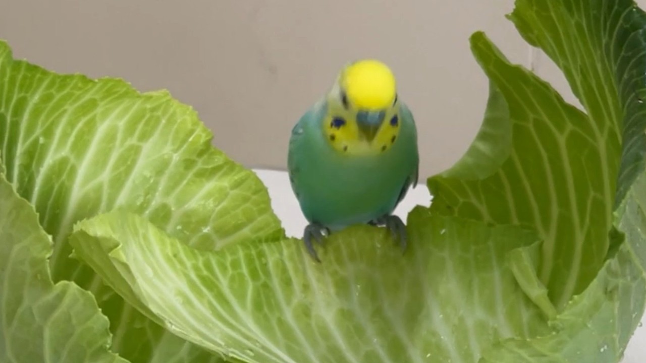 A fairy standing amidst the greenery - YouTube