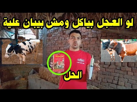 تجريع العجول من الديدان الكبدية والمعوية ب ليفافلوك