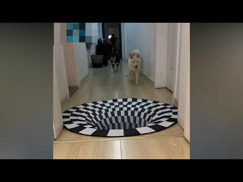 A 3D Rug That Fools The Dogs