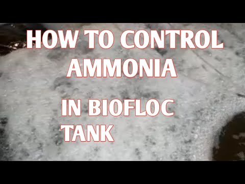 So steuert Ammoniak in biofloc Tank