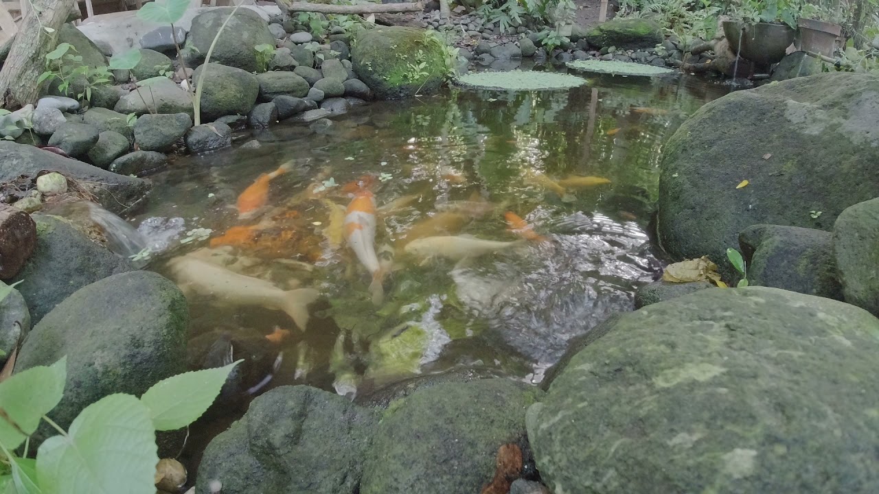 Watch Island Born Koi with Tilapia in one pond on YouTube Watch Island Born Koi with Tilapia in one pond on YouTube