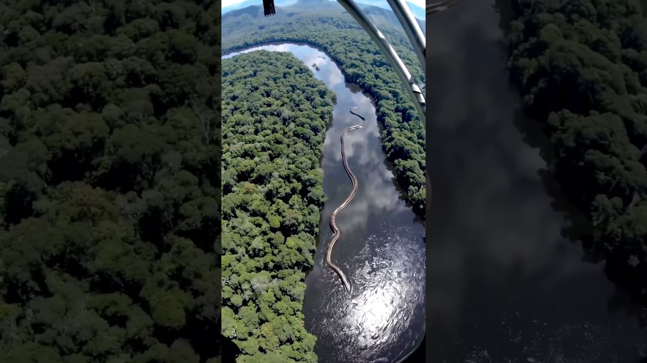 Unbelievable A GIANT Anaconda Measuring Nearly 100 Meters Has Been Spotted In The Amazon River 