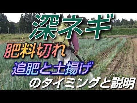 【野菜栽培】 深ネギの肥料切れと追肥と土揚げのタイミング21/10/31#199【肥料】【土揚げ】