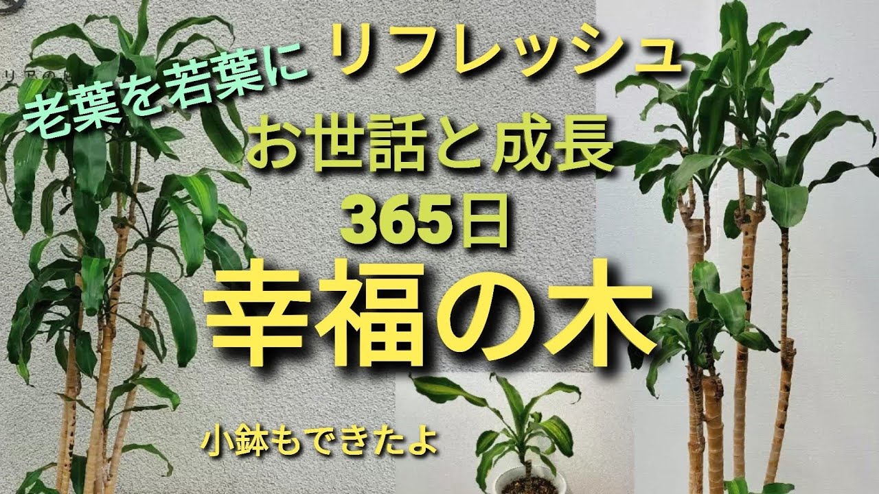幸福の木マッサンゲアナお世話と成長365日　総集編