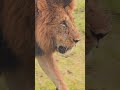 Walking Lion 🦁🦁🦁🦁 #Wildlife #ShortsAfrica
