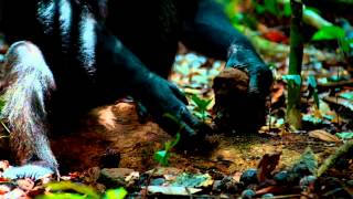 BOX YOUR CHIMP NET VIDEO