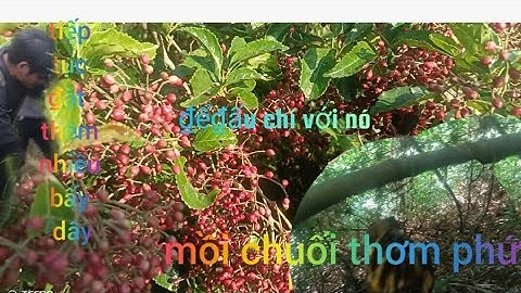 Ngày thứ ba ₫ấu chí với nó kết qủa như mình dự ₫oán.