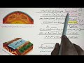 طبقات الارض صفحه 180 الصفائح الارضيه صفحه 181 مراجعه الدرس صفحه 183 علوم السادس الابتدائي