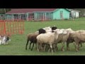 Shetland Sheepdog  HIP-HOP KLIMSVEVIK, herding sheep の動画、YouTube動画。
