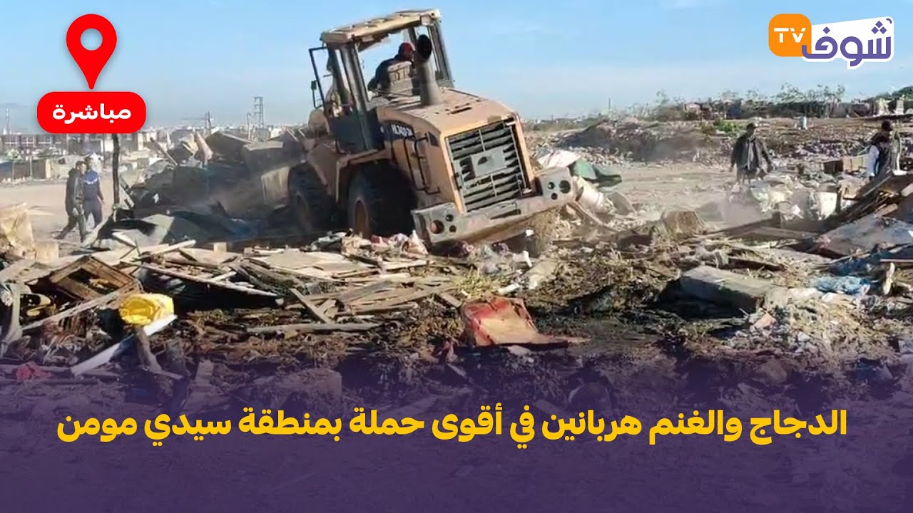 الدار البيضاء:الدجاج والغنم هربانين في أقوى حملة بمنطقة سيدي مومن.. مشهد صادم