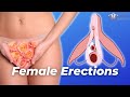 How a Female Erection Works
