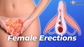 How a Female Erection Works