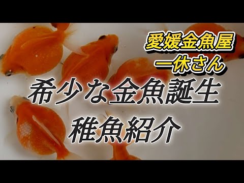 リセ 一之江 金魚 KR リセ 一之江 金魚 KR リセ 一之江 金魚 KR 商品詳細｜錦鯉・金魚