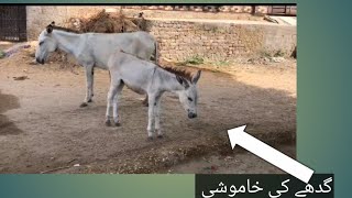 Why This Donkey Isn’t Making a Sound (Unbelievable) screenshot 5